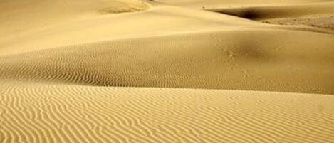 A desert landscape with undulating sand dunes.