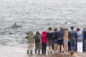 A group of people observing dolphins in the water.
