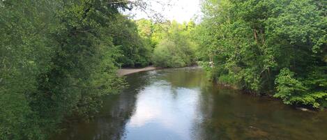 A river surrounded by dense green foliage.