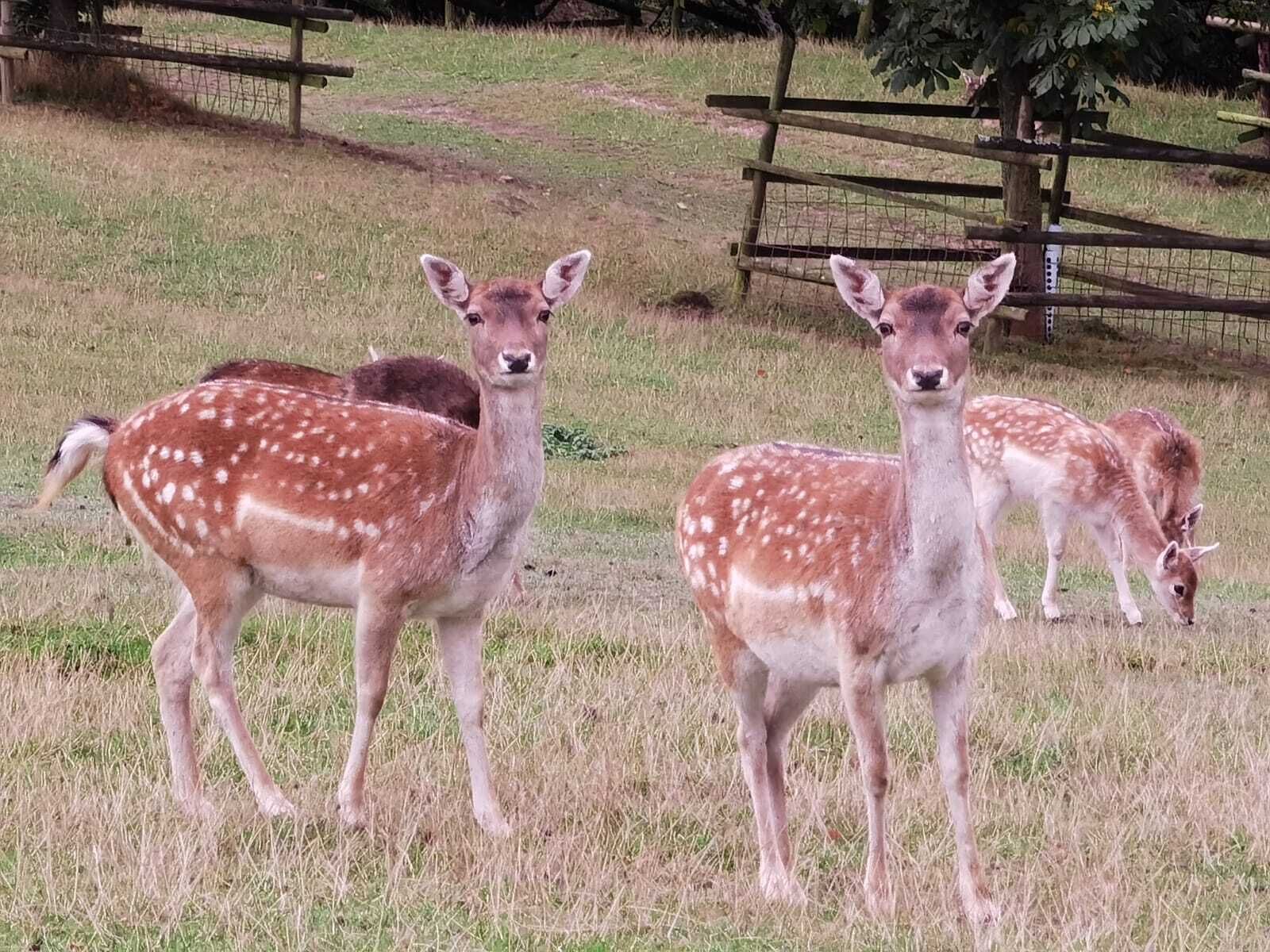 A group of deer in a grassy enclosure with a wooden fence.