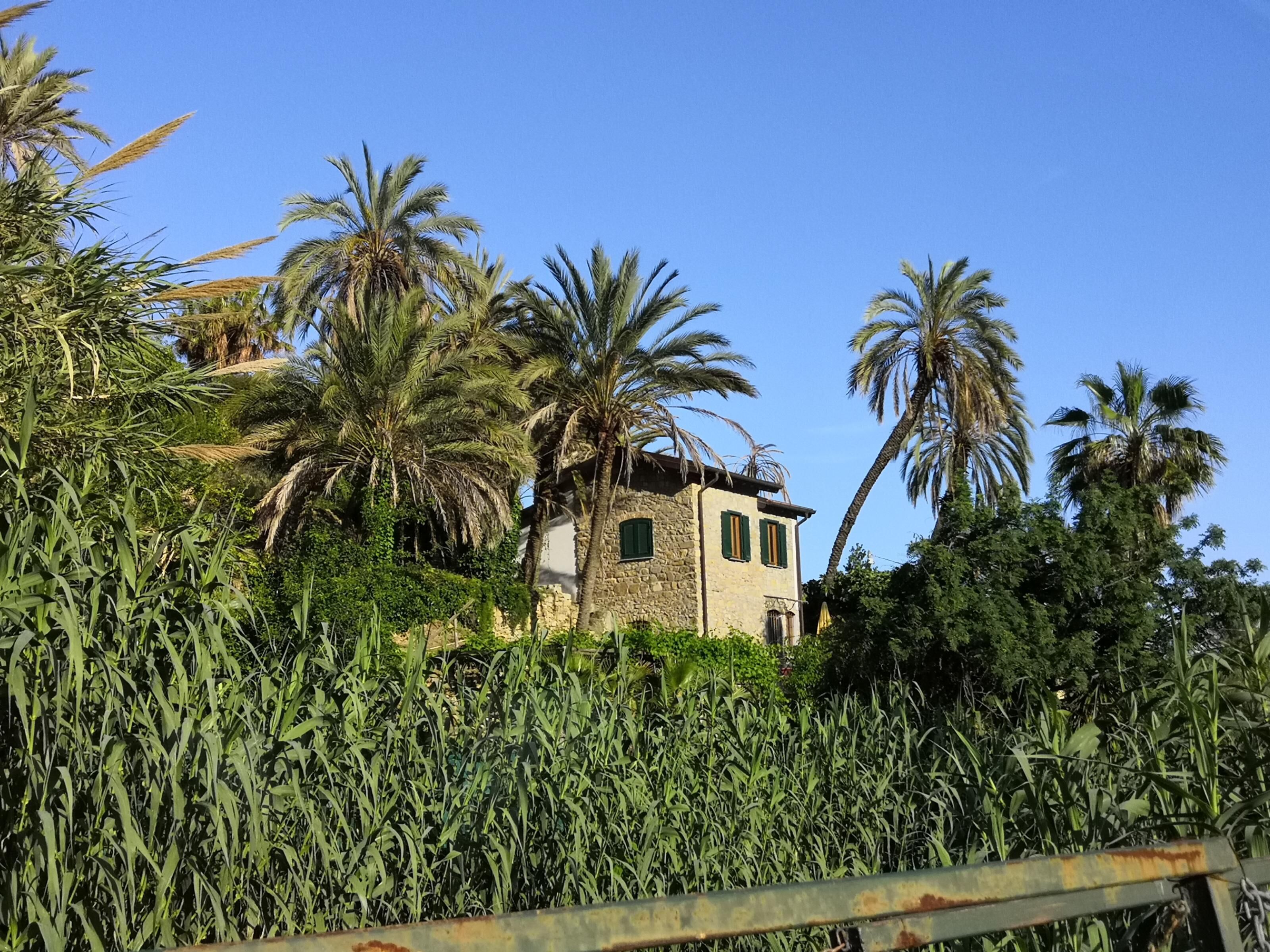 A stone building with a sloped roof, surrounded by palm trees and dense vegetation.