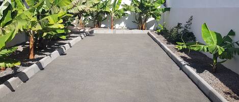 A paved pathway flanked by banana plants and a white wall.
