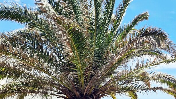 Una palmera frente a un muro con el texto "CASA ROJA" y un logotipo rojo.