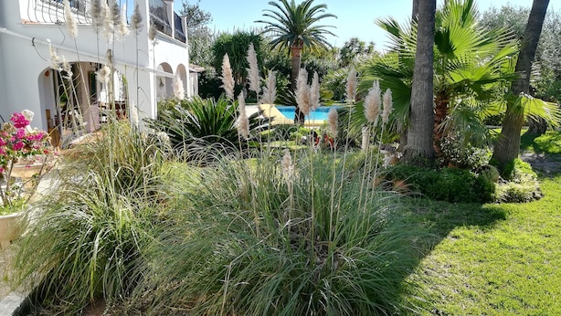 Een weelderige tuin met hoge grassen, een zwembad en palmbomen.