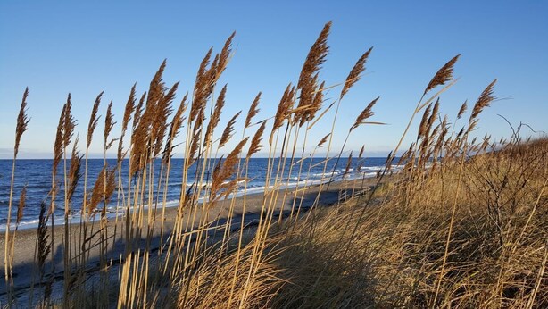 A beach with tall grasses and a clear view of the ocean. - Ground floor/quiet/WLAN/terrace with garden and the sound of waves/holiday from day 1 (Börgerende)