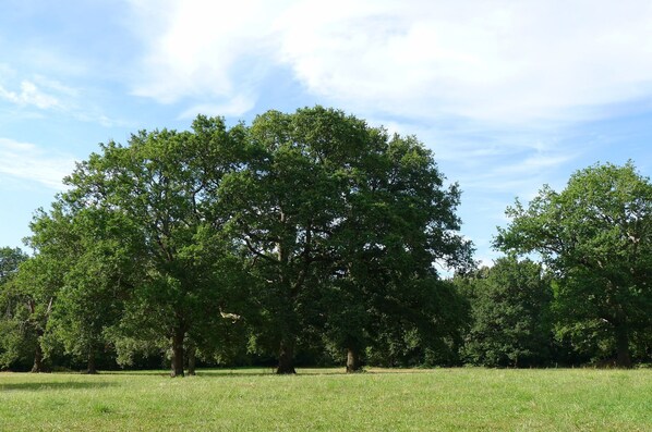 A large tree in a grassy field with a clear sky.
