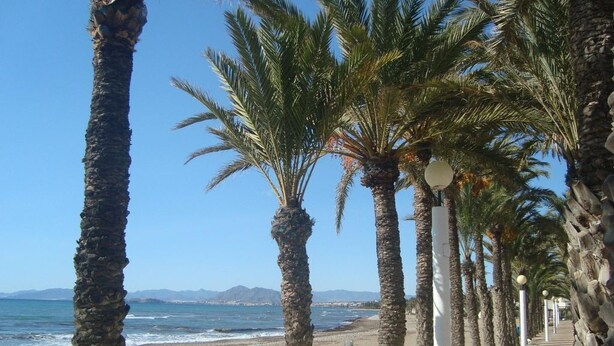 A beach with palm trees and a clear sky.