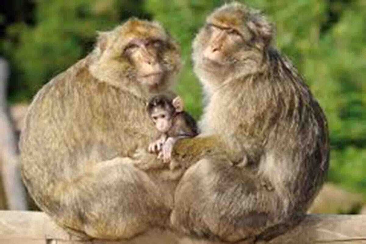 Deux singes assis l’un à côté de l’autre.