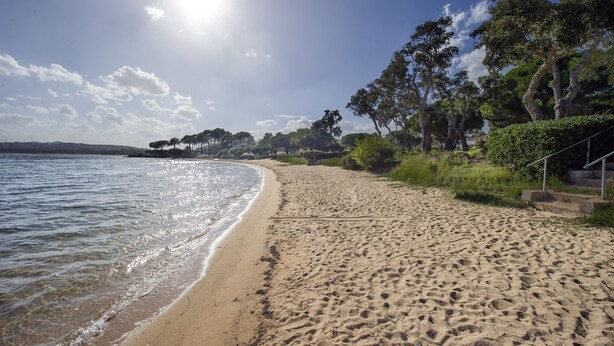 A sandy beach with clear water, trees, and a sunny sky.