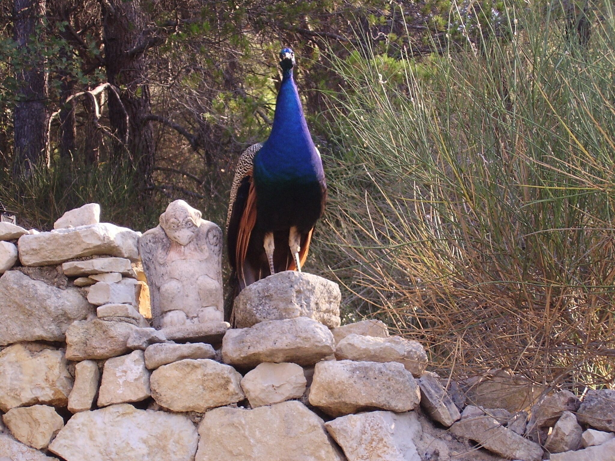 In the heart of the Luberon