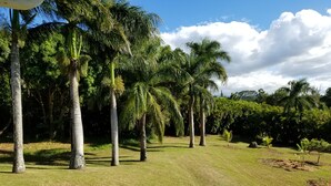 Un sendero bordeado por altas palmeras y abundante vegetación, que se extiende hasta el horizonte.