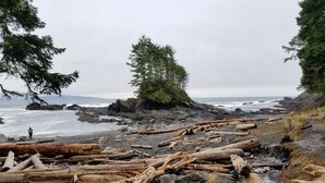 Une plage rocheuse parsemée de bois flotté et abritant un arbre isolé.
