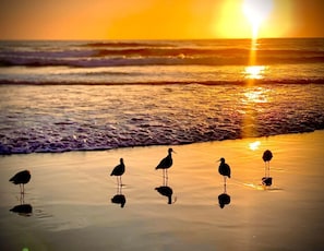Eine Strandansicht bei Sonnenuntergang mit Wellen und fünf Vögeln, die im Sand stehen.