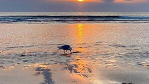 A beach scene with a bird on the sand and the sun setting in the background. - Seaglass Village Wells #426.Near Clubhouse. Same Time Next Year Promotion, NOW! (Wells)