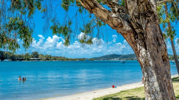 A beach with clear blue water, a sandy shore, and a tree with hanging branches.