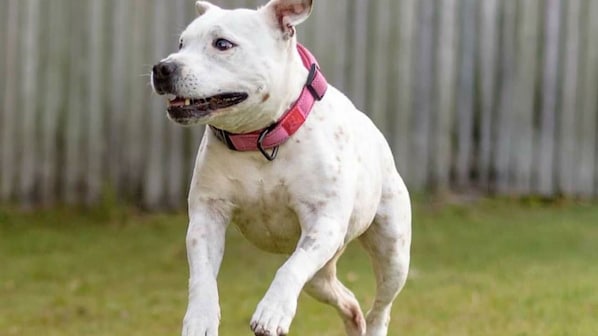 A white dog with a red collar running on grass.