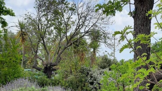 A pathway lined with various plants and trees, including lavender and ferns, leading through a garden area. - Villa Aurelia (Castellana Grotte)