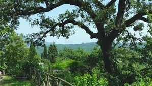 A large tree with a wooden fence in a lush green landscape.