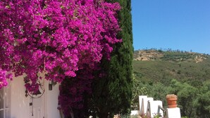 A courtyard with a white wall, a tall cypress tree, and vibrant pink bougainvillea flowers. - Charming country house in Silves. (Silves)