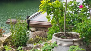 A garden with a pond, a small boat, and a potted plant.