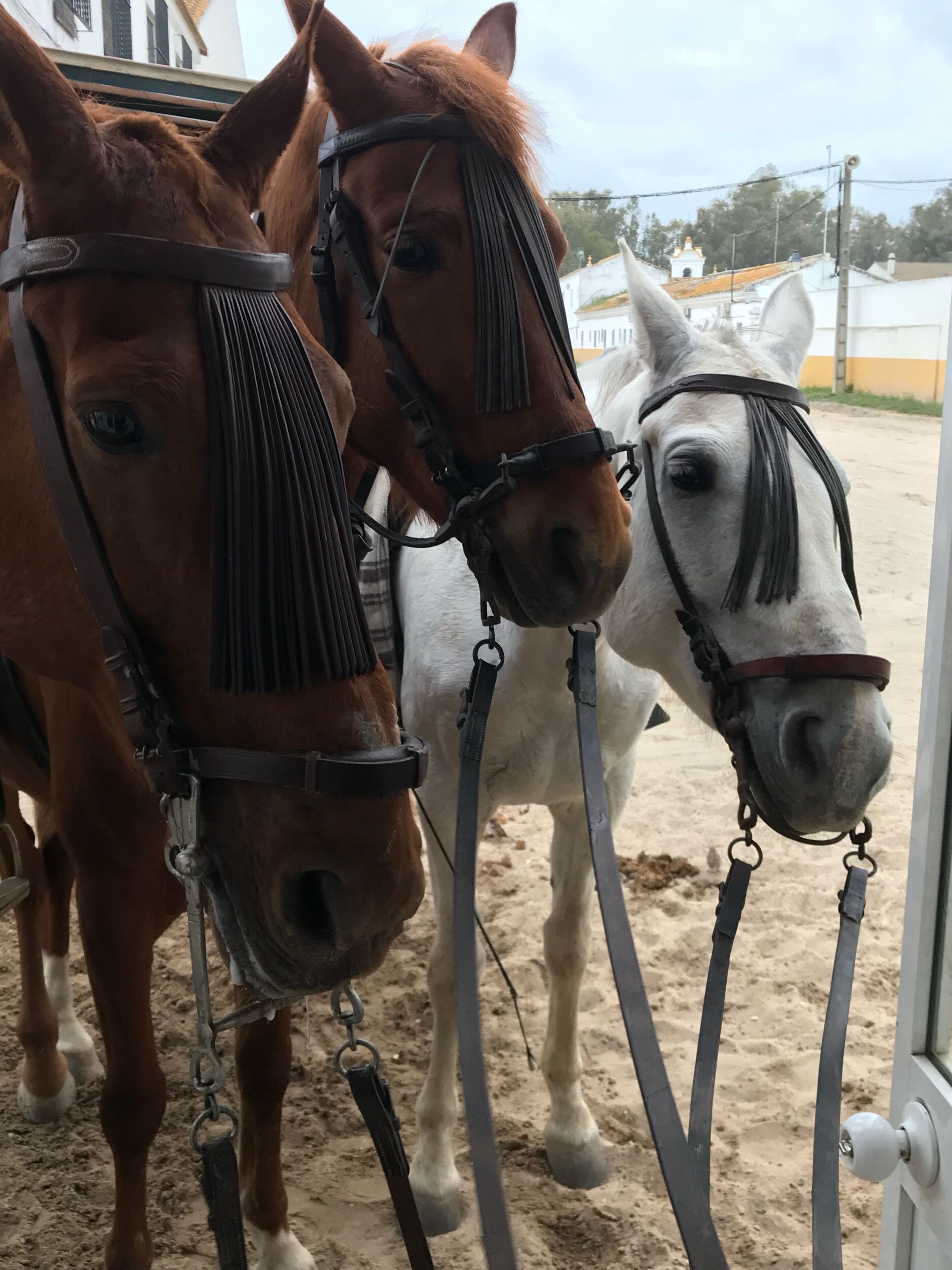 Twee paarden met tuigemen staan in een stal.