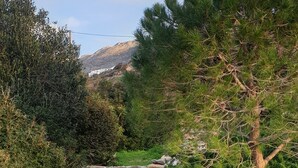 A stone pathway leading through a garden with various plants and trees.