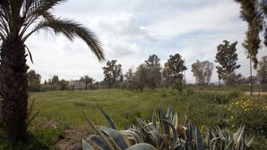 Un paisaje natural con diversa vegetación, incluyendo una palmera y plantas de agave.