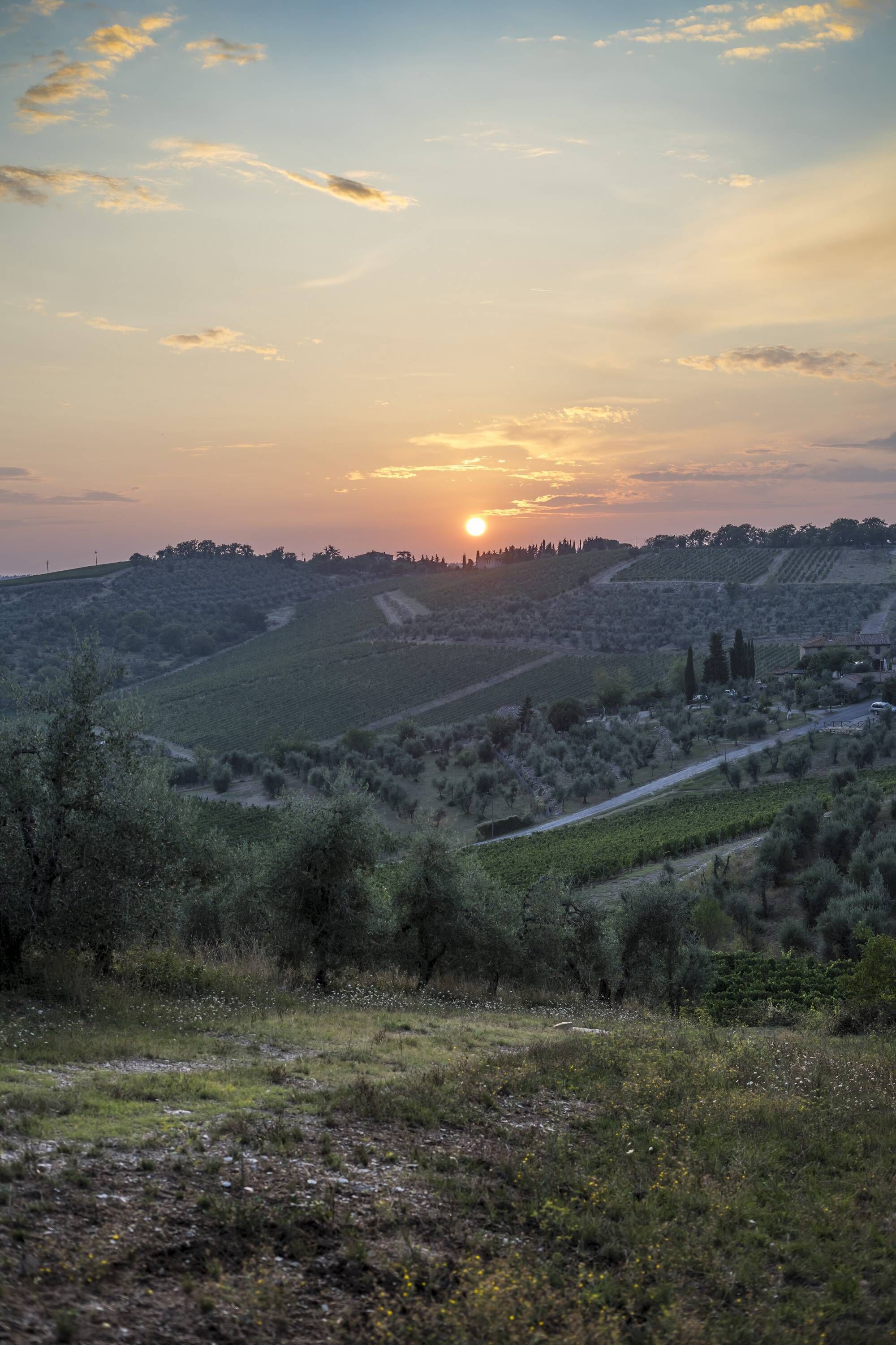 A vineyard landscape with rolling hills and a sunset in the background.