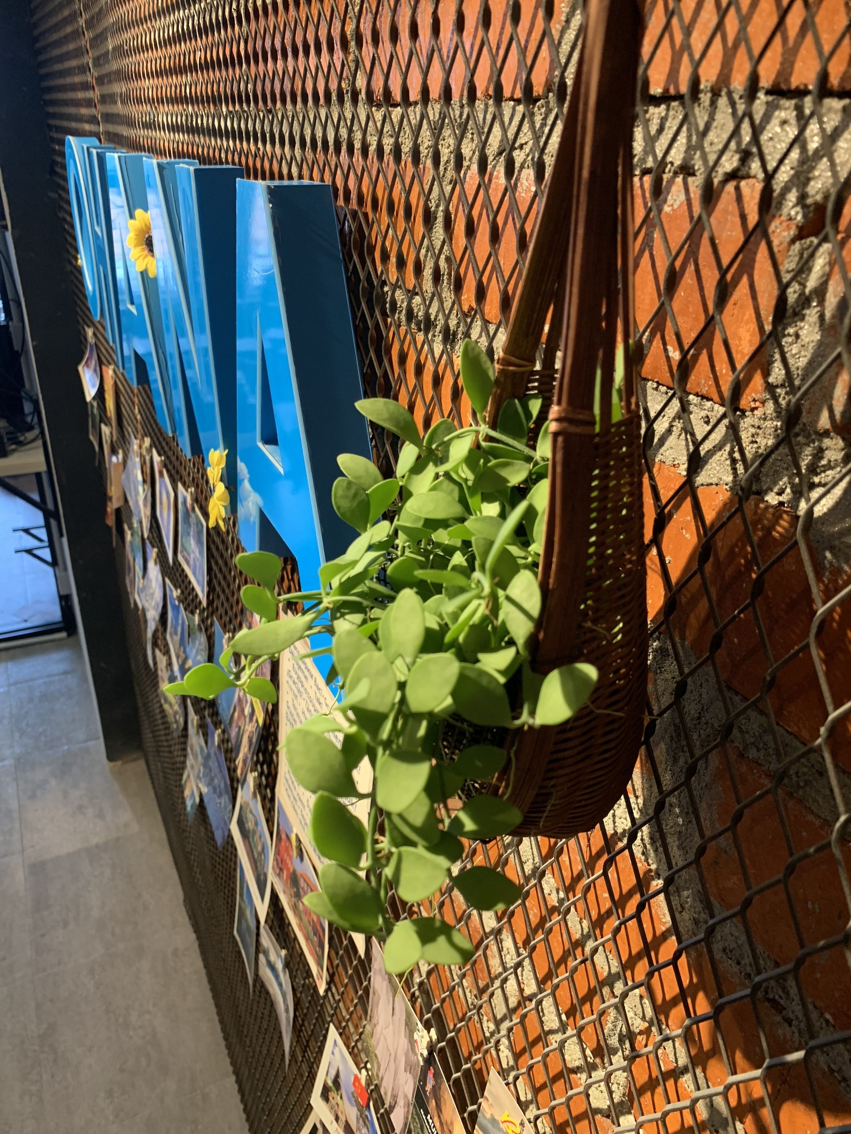 Una pared con una valla de metal, una cesta de mimbre con plantas verdes y varias fotografías.