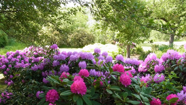 A garden with dense clusters of pink and purple rhododendrons. - Elbtalauen, comfortable 4* vacation home with 2 separate apartments of 100 m² each (Pinnau)