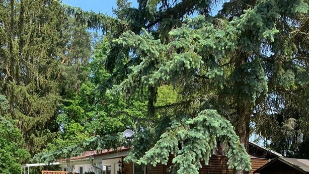 Une cabane en bois avec un patio, un espace clôturé et un grand arbre en arrière-plan.