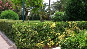 Un jardin aménagé avec différents arbres et arbustes, une haie taillée avec soin et un chemin pavé.