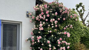 A white building with a large rose bush in front.