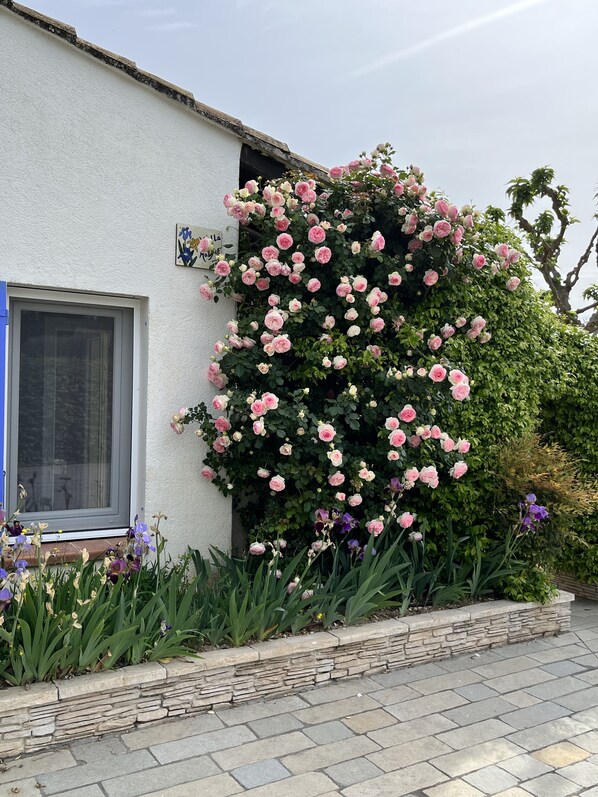 A white building with a large rose bush in front.