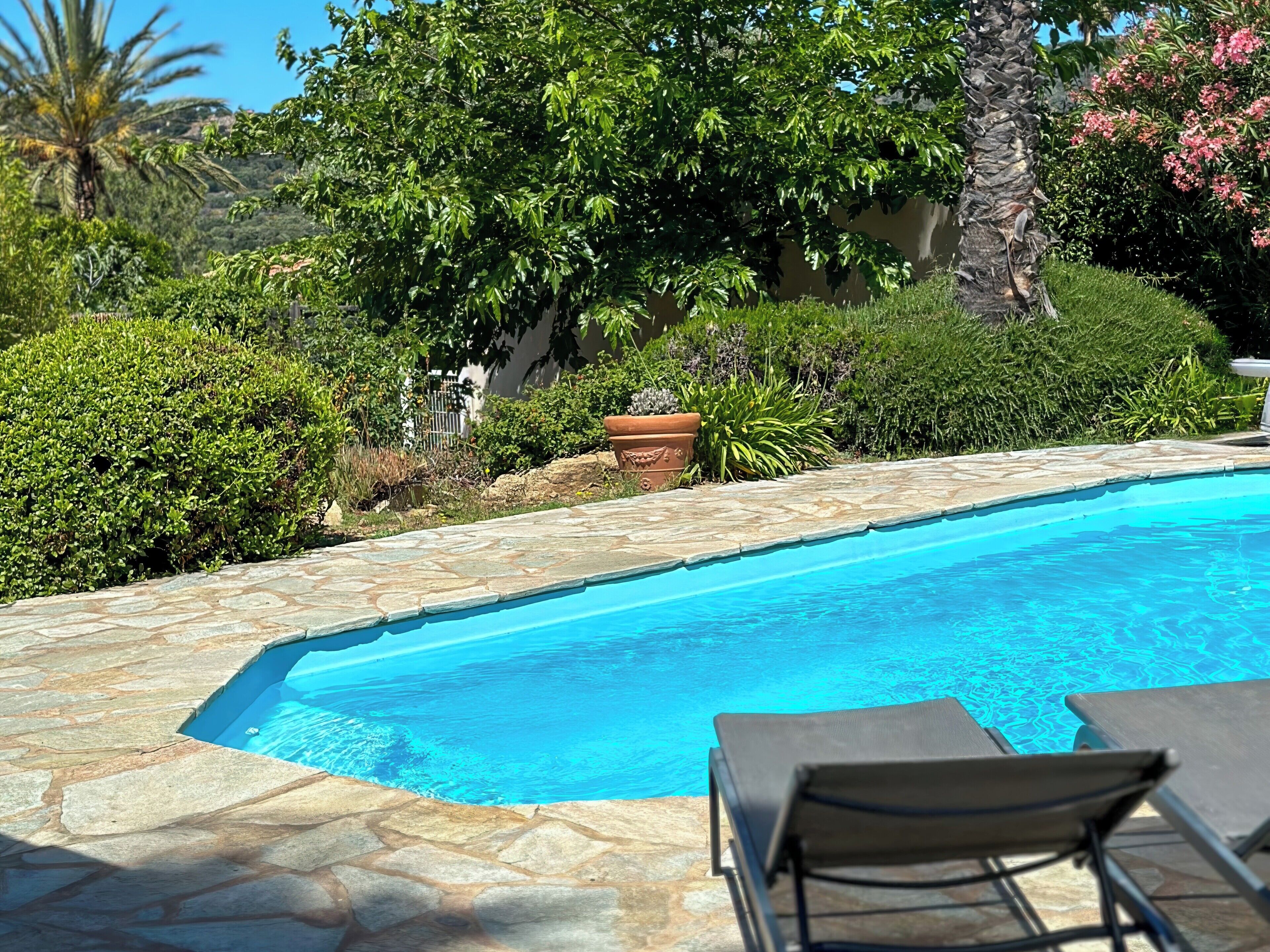 A swimming pool with stone tiles, surrounded by lush greenery and a palm tree.