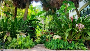 Un sendero pavimentado rodeado de exuberante vegetación tropical y una estructura de techo de paja.