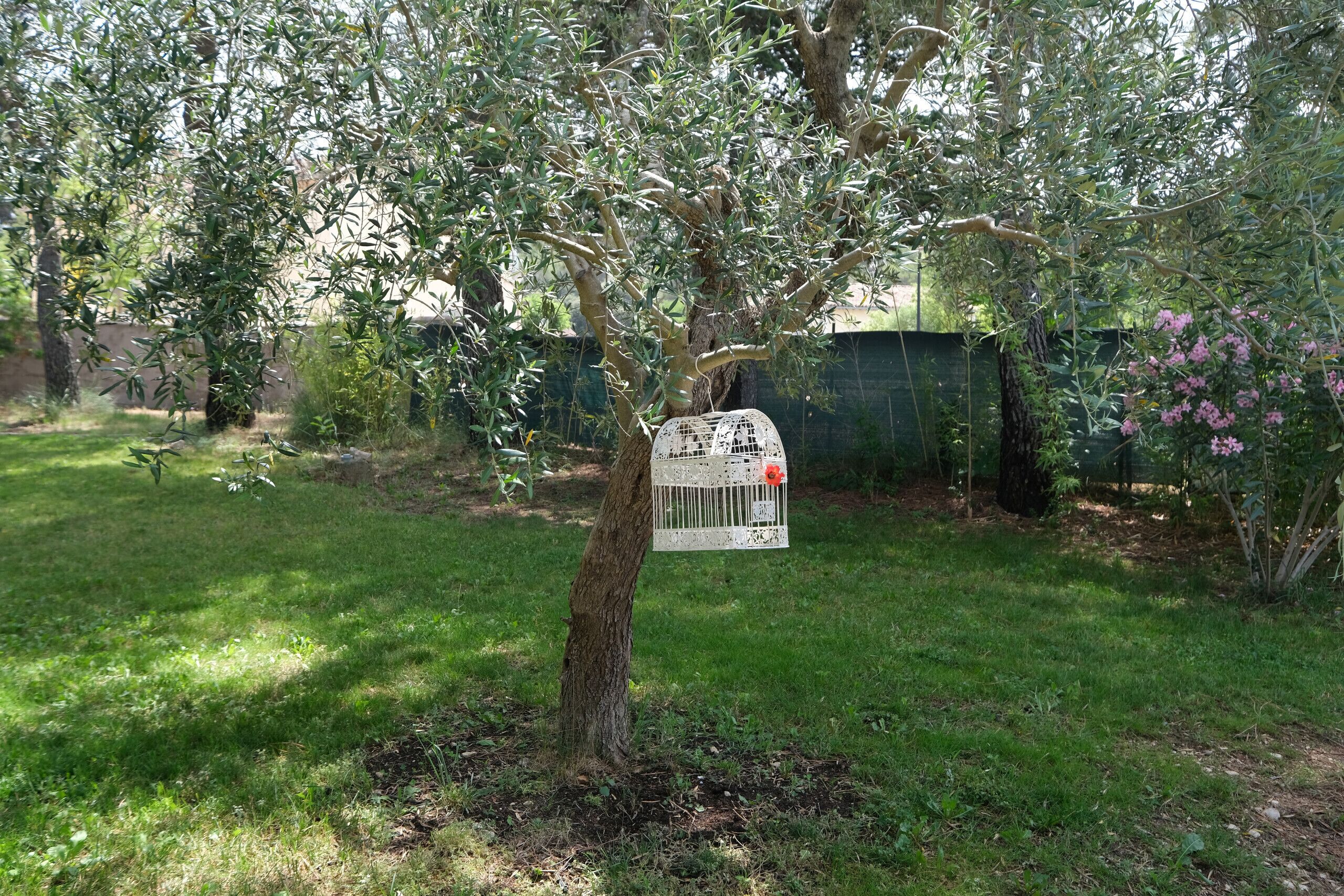 A tree with a white birdcage hanging from it.