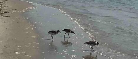 Beach nearby, sun-loungers