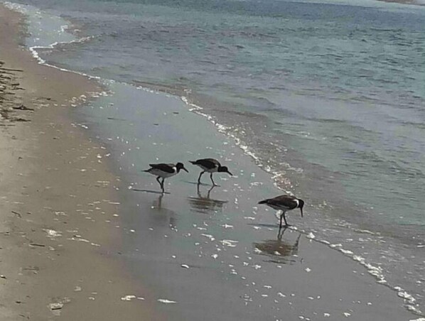 Playa en los alrededores y camastros 