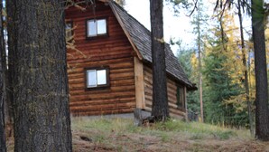 A rustic log cabin with a steeply pitched roof, surrounded by tall trees and a forest floor covered with pine needles. - Rustic cabin hidden among the pines. (Condon)