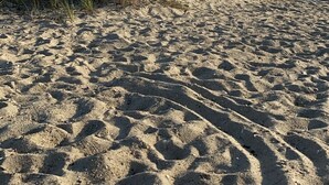 A sandy beach with tall grass in the foreground and a clear blue sky. - Newly Renovated Near Amazing Sunset Beach (Falmouth)