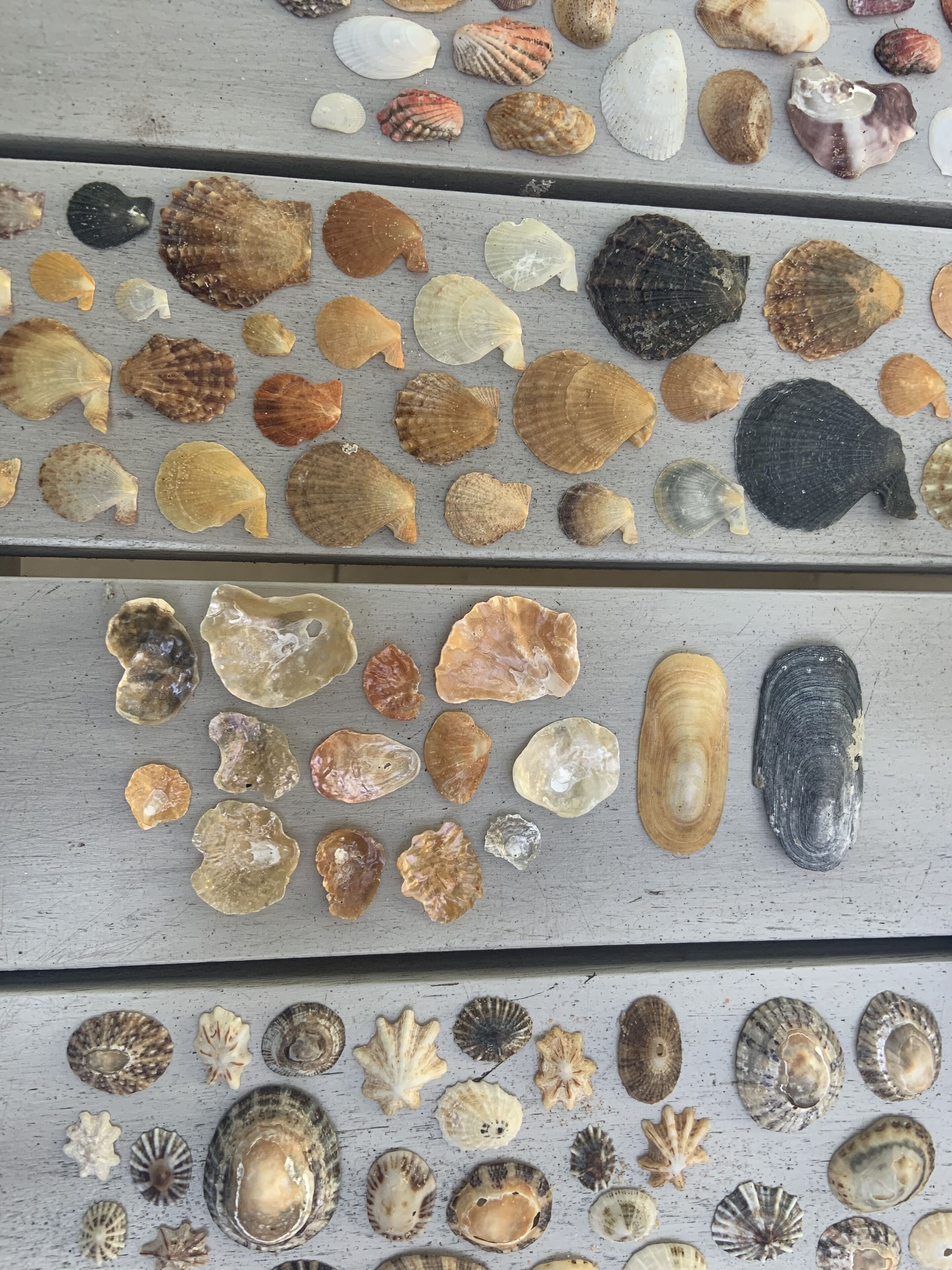 A collection of seashells displayed on a wooden surface.