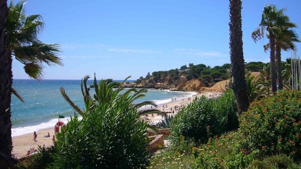 Une plage bordée de palmiers, une étendue de sable et un ciel d’un bleu limpide.