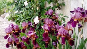 A garden with various plants and flowers, including purple and white blooms, and a concrete wall in the background. - Chambres d'hôtes Le Bourdieu (Soulignac)