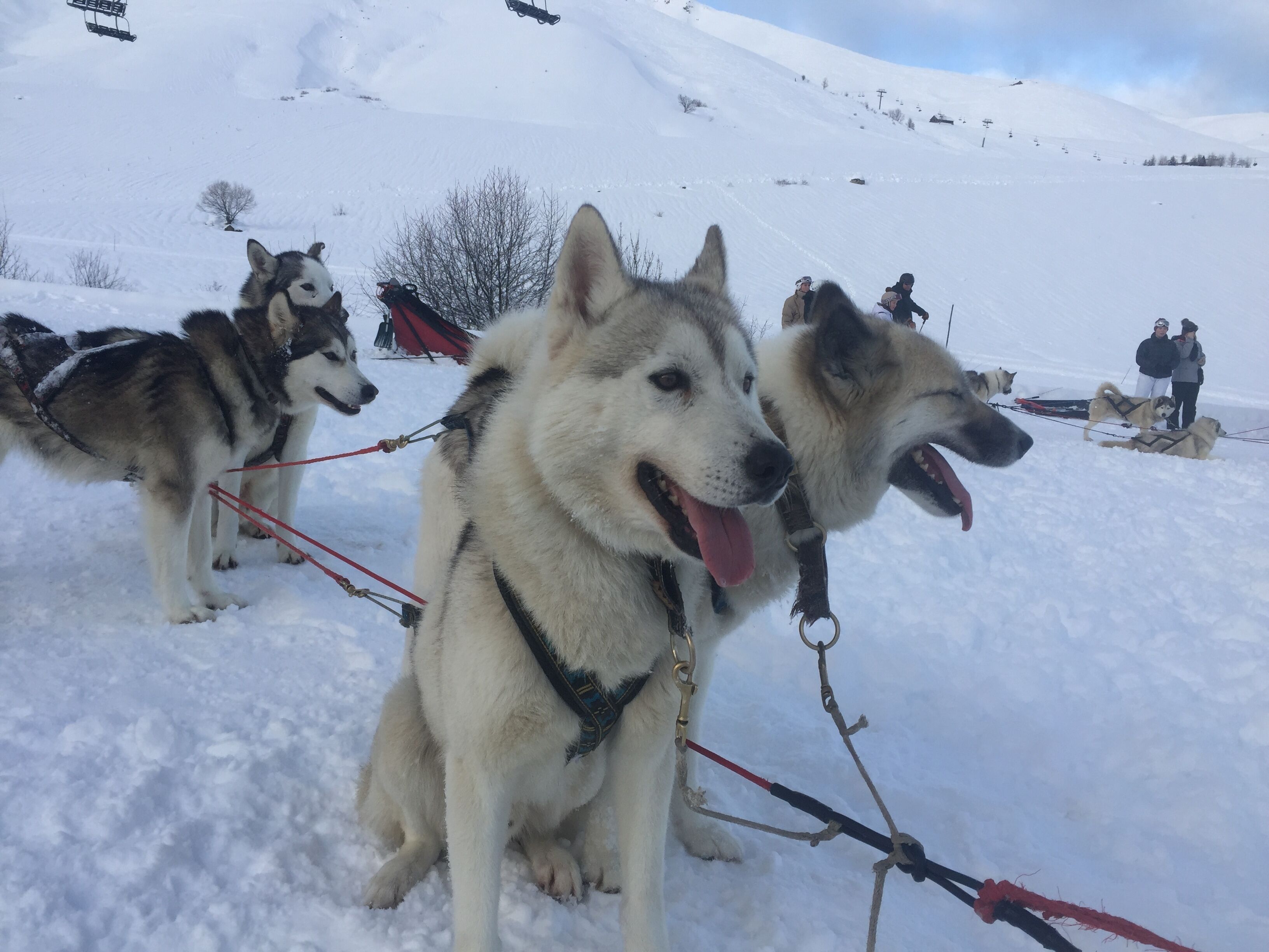 Eine Schlittenhunde-Mannschaft, gesattelt und bereit zum Losfahren, mit verschneiter Landschaft und blauem Himmel im Hintergrund.