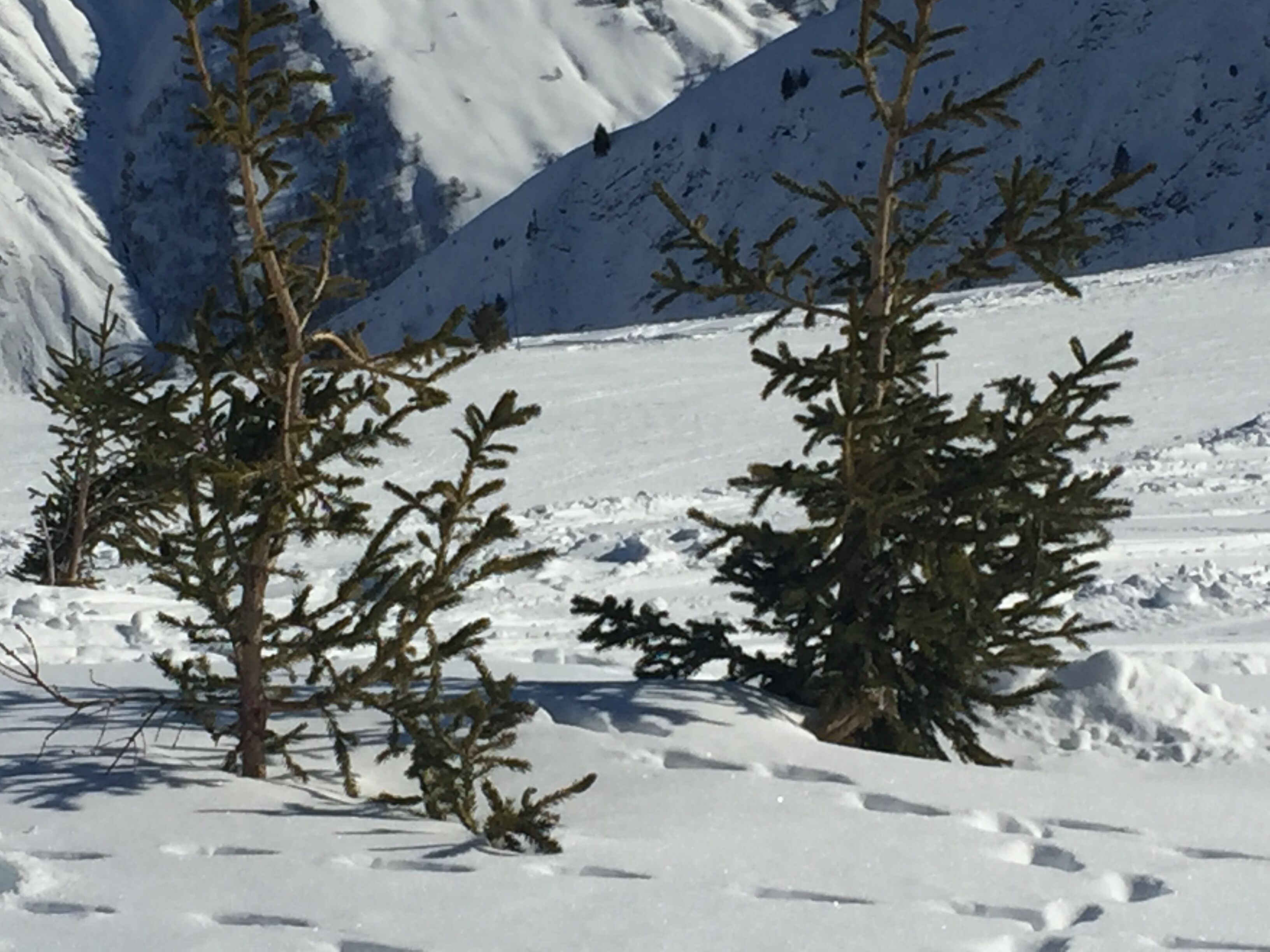 A snowy mountain landscape with evergreen trees.