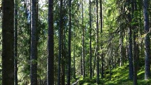 A forested area with a narrow concrete path.