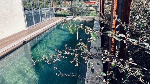 Ein Schwimmbecken mit Holzterrasse, umgeben von Grünpflanzen und Bäumen.