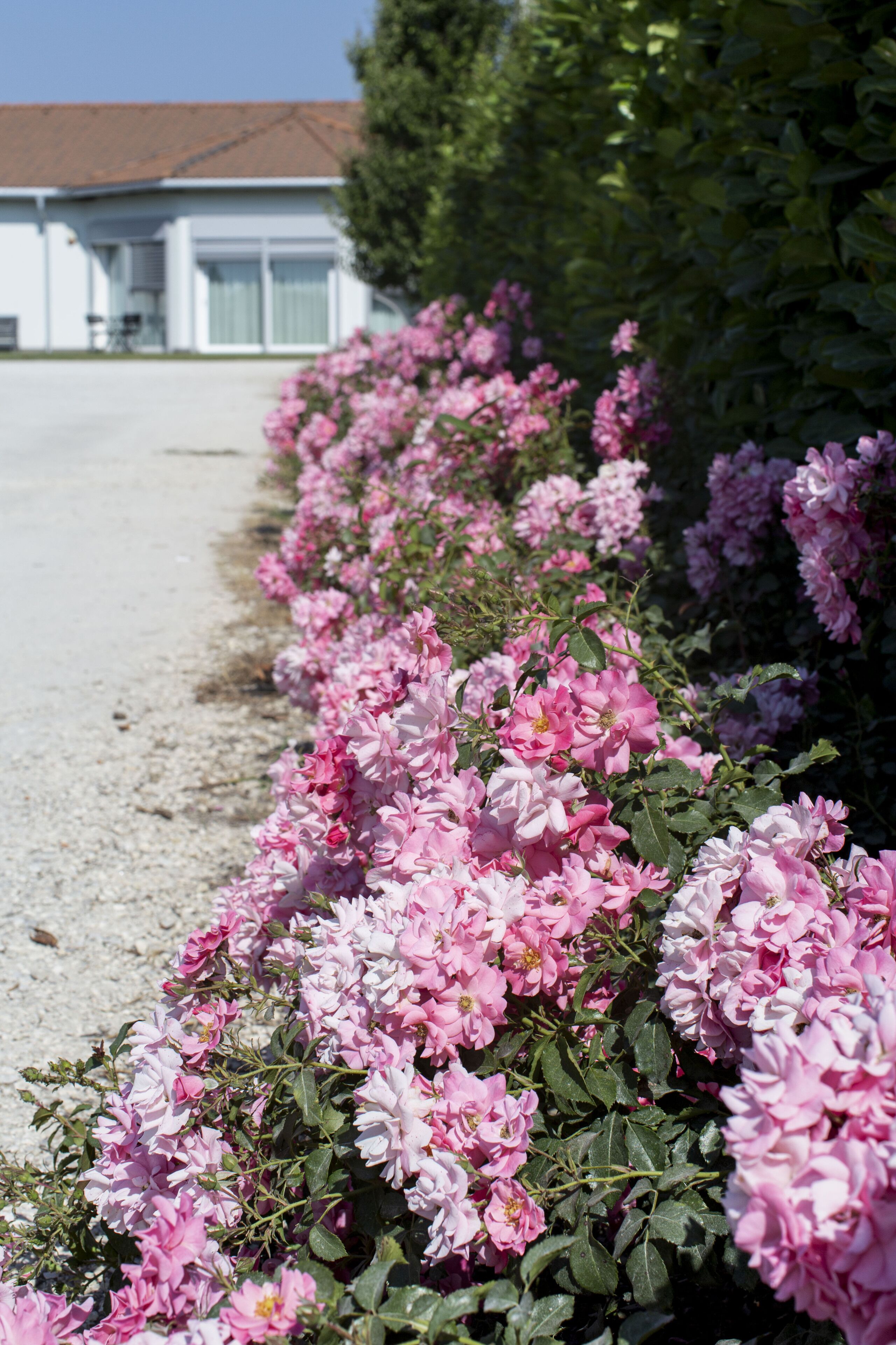 A row of pink flowers along a gravel path with a building in the background.