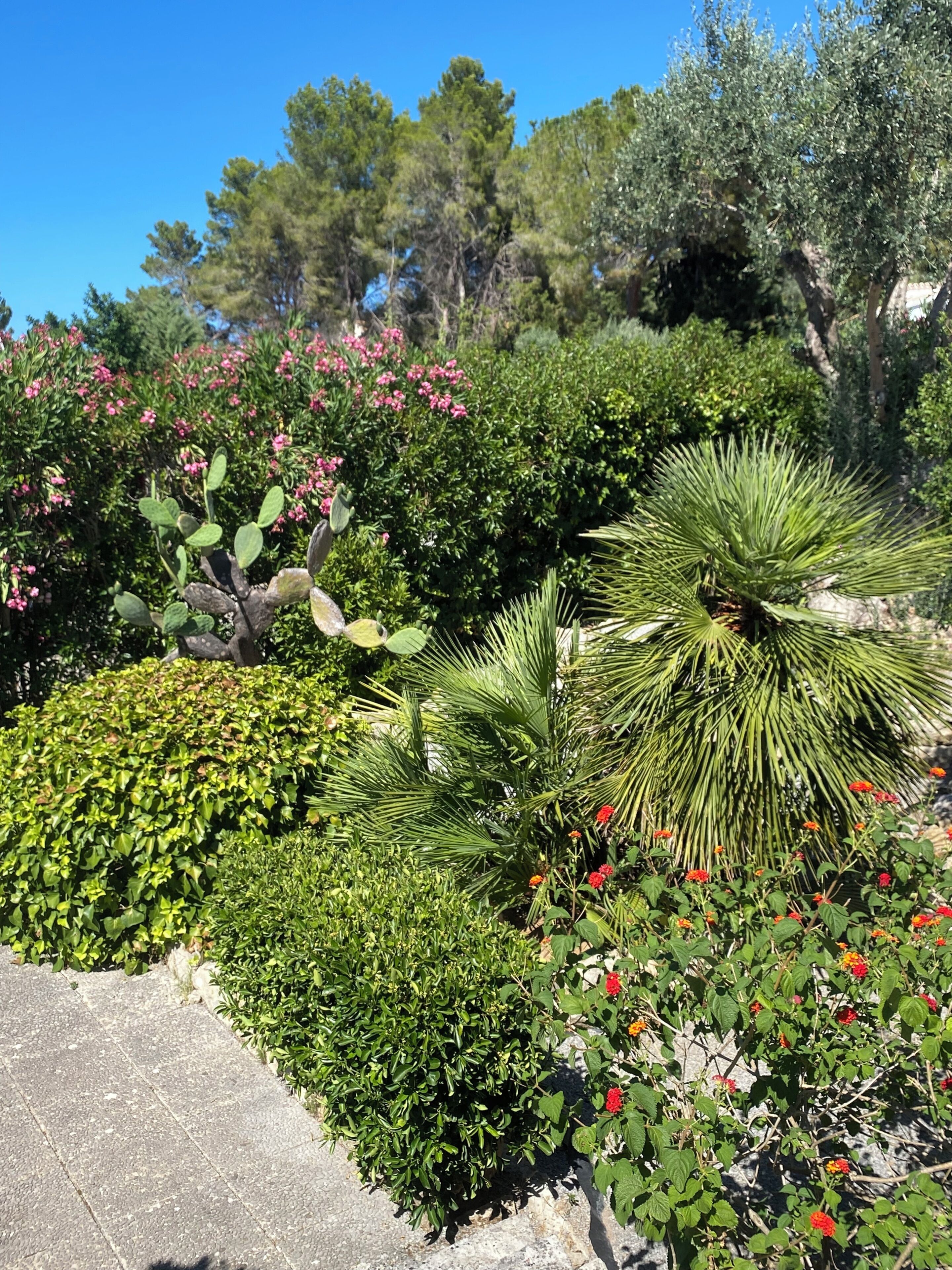 A landscaped garden with various plants and shrubs, a stone pathway, and a clear blue sky.